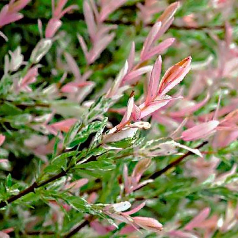 Саженец ивы цельнолистной японской Salix integra Hakuro Nishiki Р9 (1107487137) - фото 2