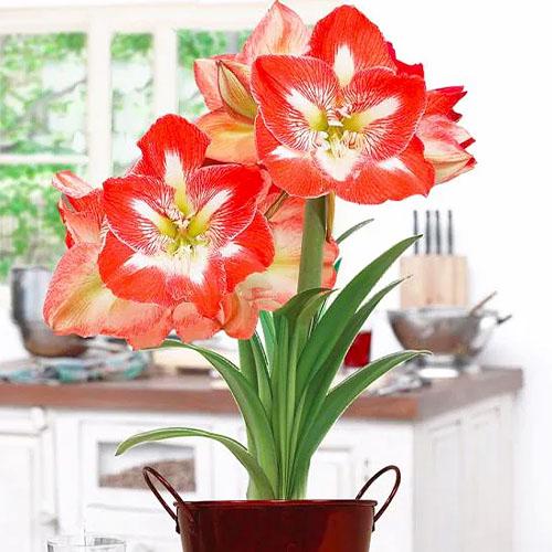 Амариллис Florium Minerva (4151)