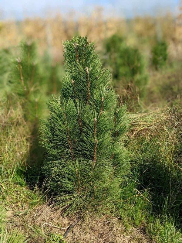 Сосна чёрная Пирамидалис Pinus nigra Pyramidalis 5 шт. (38294623)