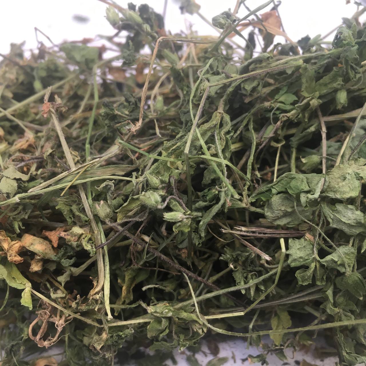 Яснотка зеленчуковая желтая Карпаты 50 г (6299f01957acac2b6d72a2b2)