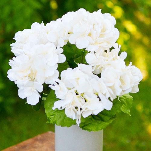 Гортензия Florium Ivory (17906)