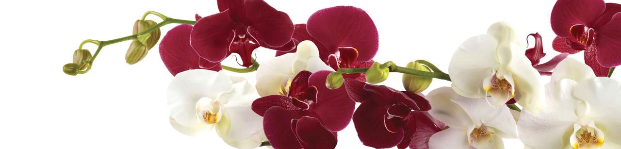 Наклейка виниловая 3D Zatarga Орхидеи бордовые и белые макро 650х2500 мм (1227739583)