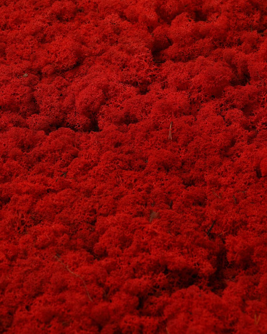 Стабилизированный мох Autumn (20698548) - фото 4 Стабилизированный мох Autumn (20698548) - фото 4