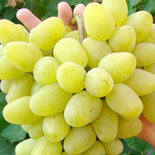 Саженцы винограда Дева Мария черенкованный 1-летний (2928200869)