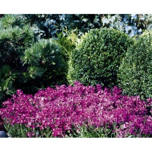 Семена цветов Арабис реснитчатый Rose Delight F1 Syngenta 250 шт. (BN04055-2)