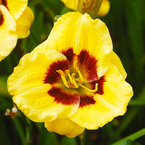 Лилейник Florium Jason Salter (18169)