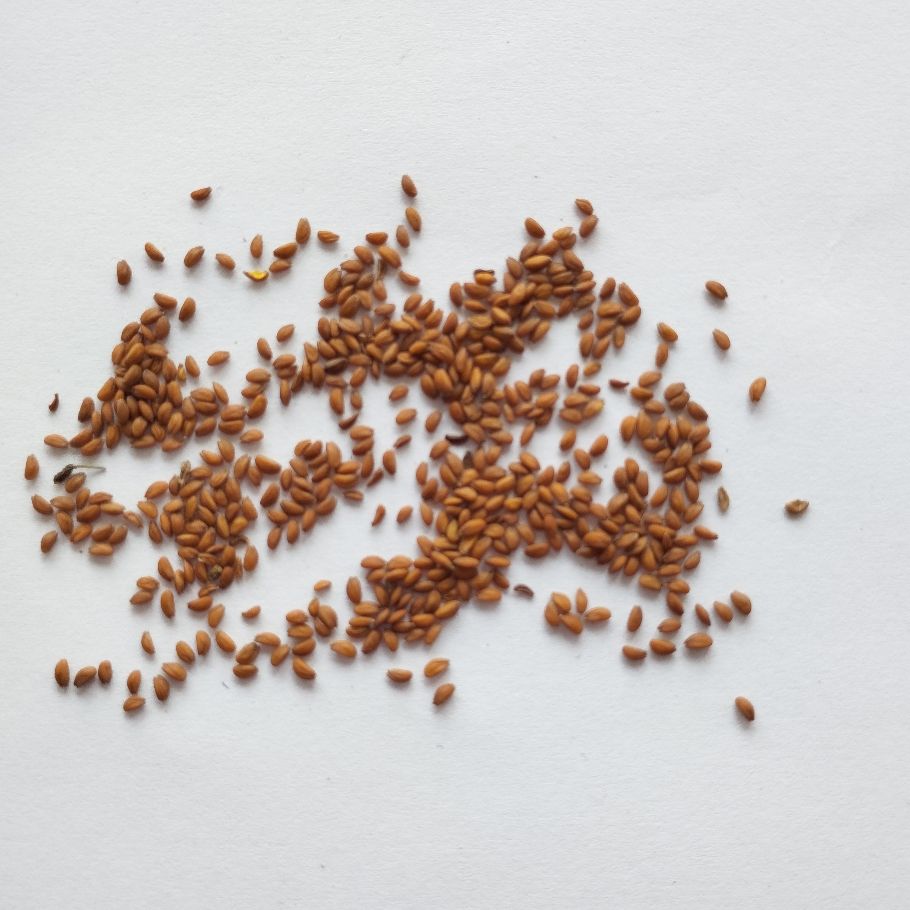 Семена Кресс-салат Афродита  2 г 850 шт. скороспелый (RS-00927) - фото 2