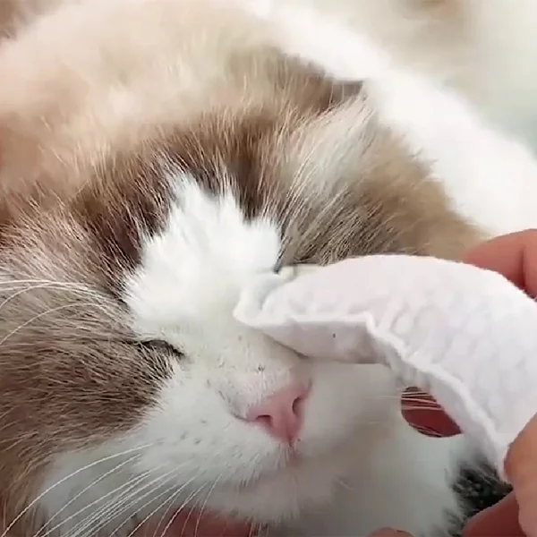 Салфетки по уходу за животными 50 шт. (J00127-1) - фото 8