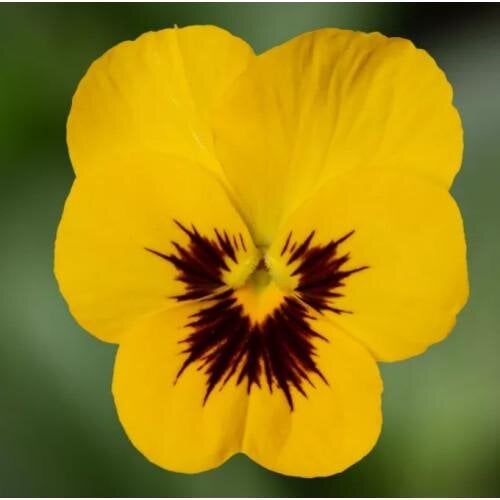 Семена цветов Виола Penny Pro Yellow with Blotch Syngenta 500 шт. (BN13131-2)