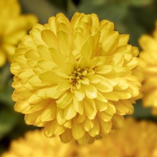 Семена цветов Syngenta Циния мариландская Zydeco 50 шт. Deep Yellow (BN12165-3)
