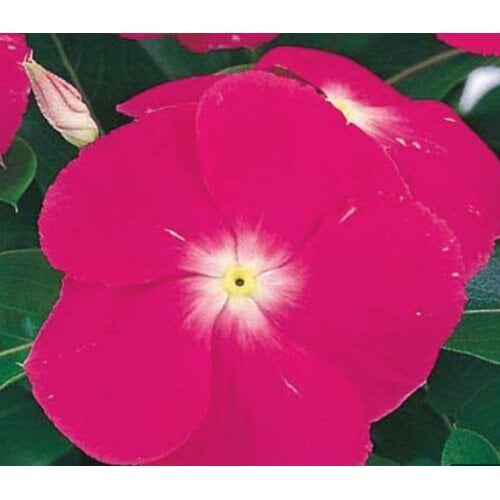 Семена цветов Катарантус розовый Victory Deep Pink Sakata 100 шт. (BN06573-3)
