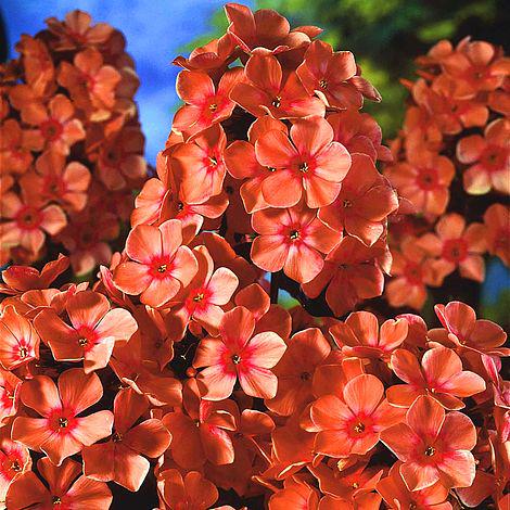 Флокс Dobrodar Orange Perfection 1 шт. (38279089)