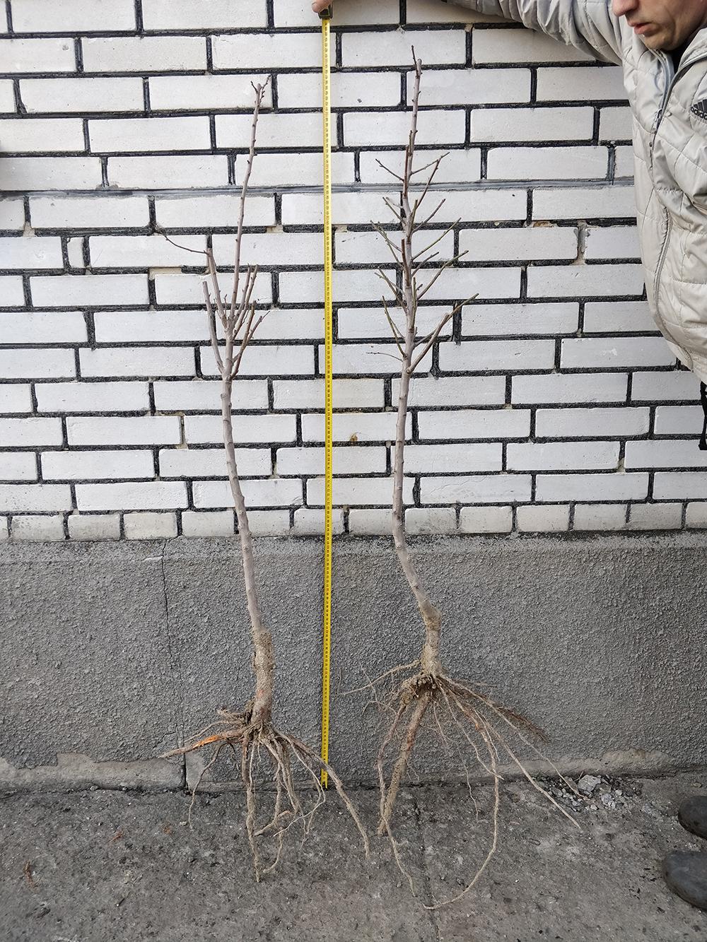 Миндаль сорт Солетто 2-летний 1 саженец (14896174) - фото 2 Миндаль сорт Солетто 2-летний 1 саженец (14896174) - фото 2