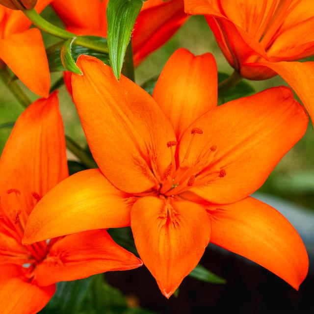 Луковица цветка Лилия азиатская Оранж Тон Orange Ton (38286754)