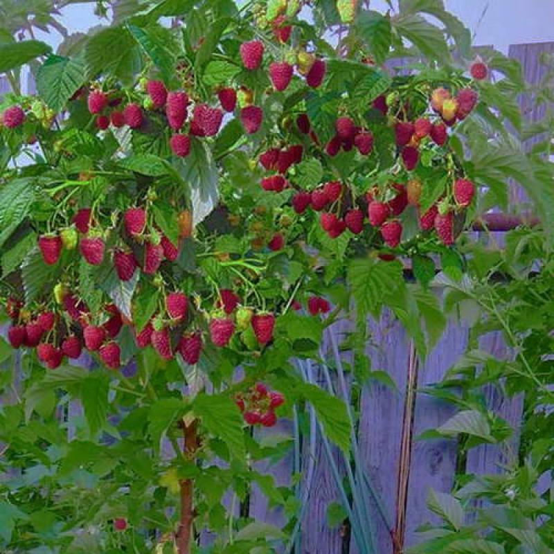 Саджанець малинове дерево Кріпиш (2085745993)