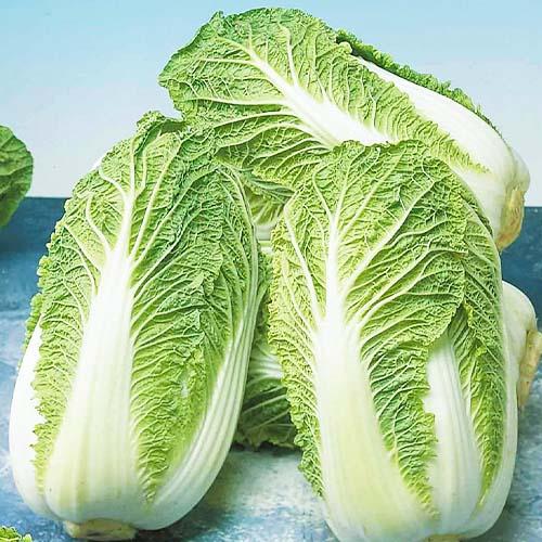 Семена Капуста Florium Пекінська Маноко F1 (4188)