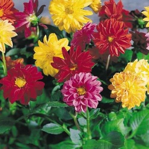 Семена цветов Георгина изменчивая Garden Pride Benary 10 шт. (BN00984-4)
