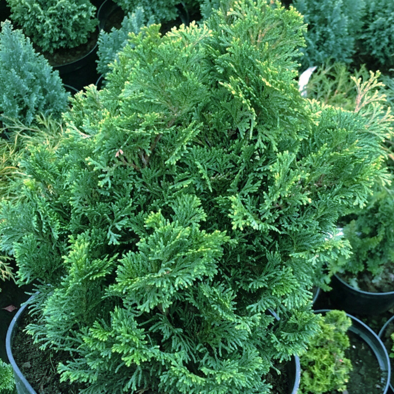 Кипарисовик тупой Нана Грацилис С5 (2669429275) - фото 3