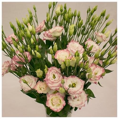 Насіння квітів Еустома Лізіантус Aube 3 Pink Picotee Sakata 50 шт. (BN10360-3)