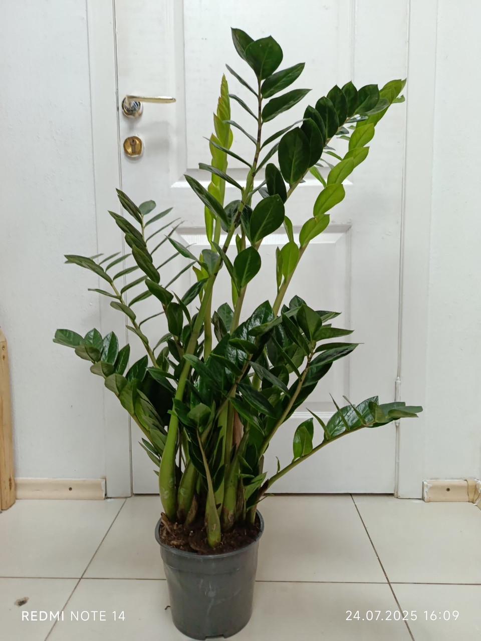 Замиокулькас 1м (2681167924) - фото 2