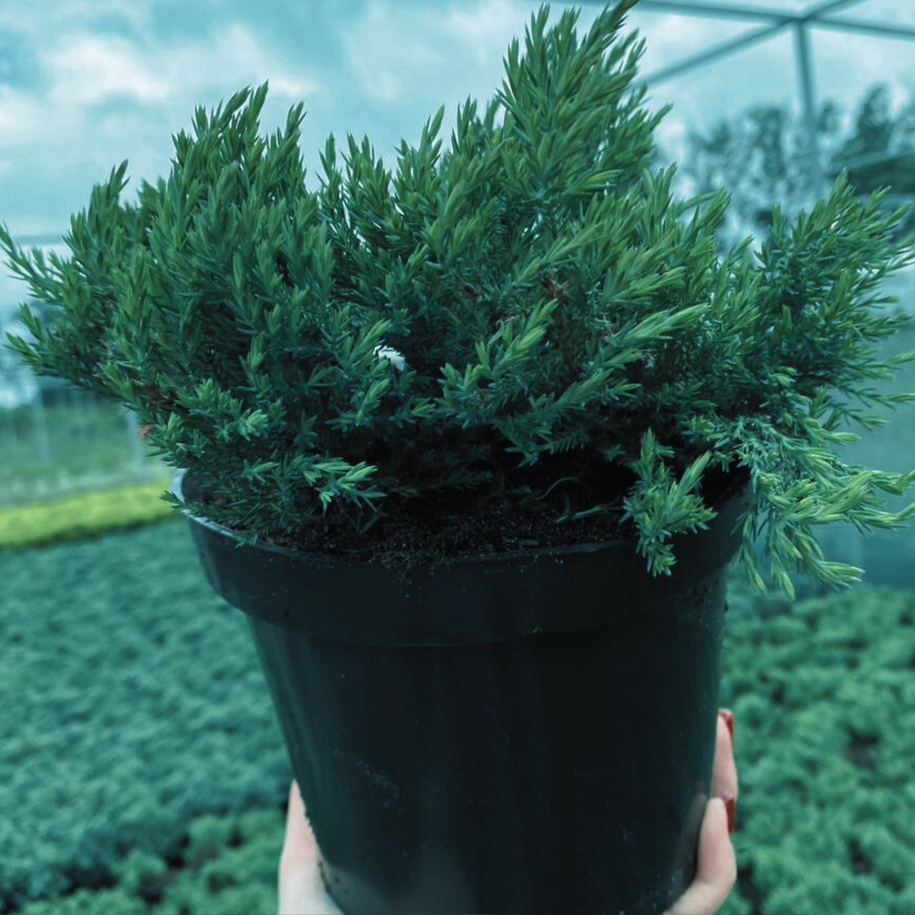 Можжевельник горизонтальный Juniperus horizontalis Blue Forest С2 (2635128552) - фото 2 Можжевельник горизонтальный Juniperus horizontalis Blue Forest С2 (2635128552) - фото 2