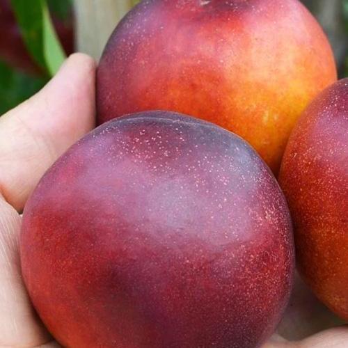 Сажанець Нектарин Сан Глоу лисий персик літній сорт середній термін дозрівання (37421)