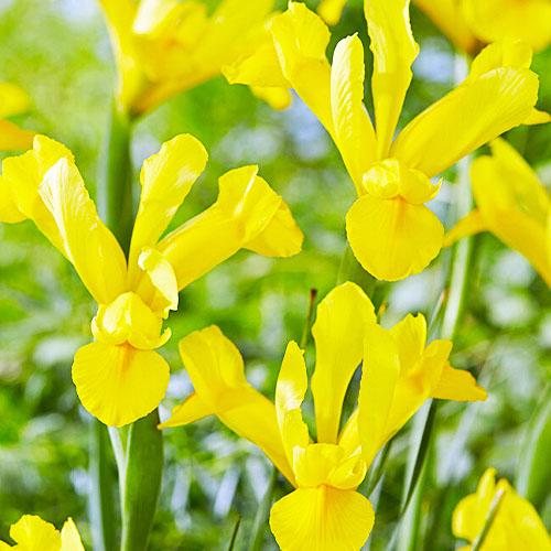 Ірис Florium Hollandica Golden Harvest (18570) - фото 2