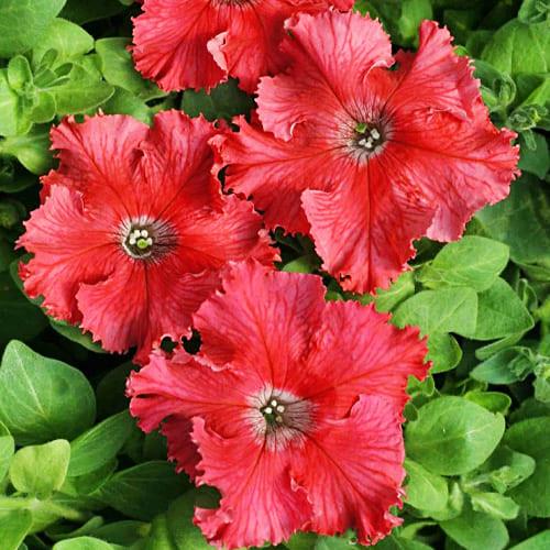 Насіння Петунія Афродіта F1 лососева професійне ТД Гекса-Україна 02-01-398 20 шт. (IR003062)