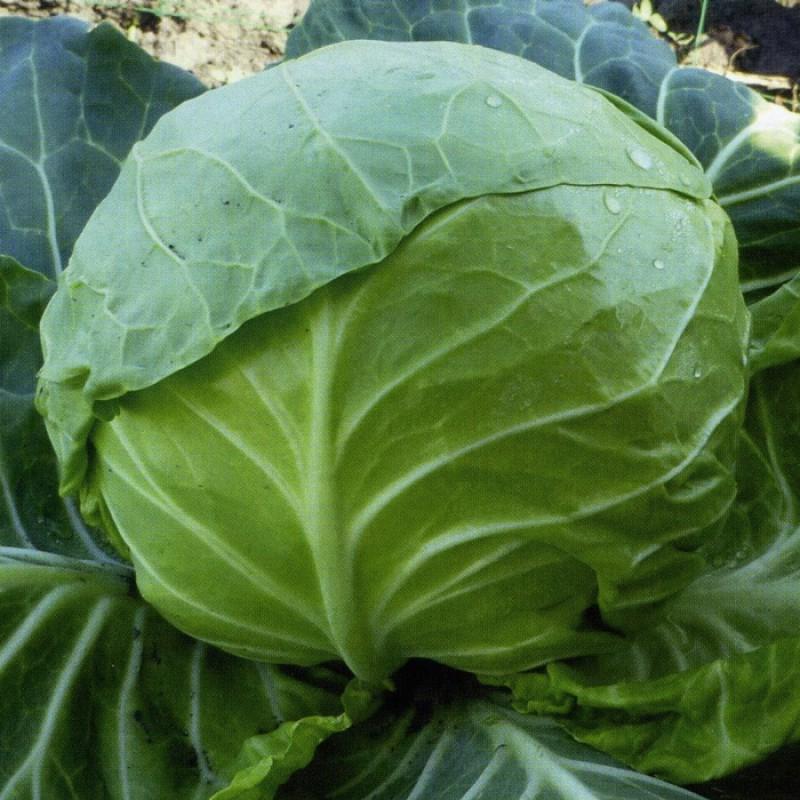 Насіння Капуста Білоголова Rijk Zwaan FELISSIMA F1 2 500 шт. (2289278895)