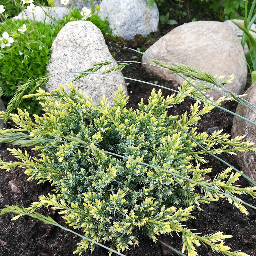 Саджанець ялівцю лускатого Juniperus squamata Holger Р9 (645172874) - фото 3