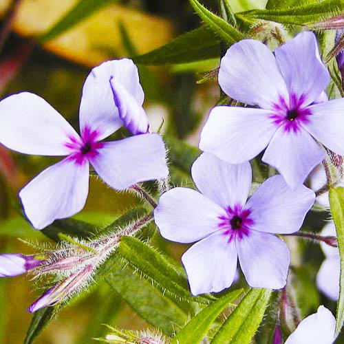 Флокс Florium Chattahoochee растопыренный (15097)