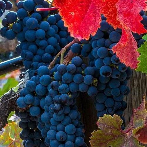 Саджанець Виноград Чорний Перли винний сорт ранньо-середній термін дозрівання морозостійкий (101858)