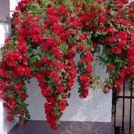 Саженцы розы Амадеус плетистая (5) - фото 7 Саженцы розы Амадеус плетистая (5) - фото 7