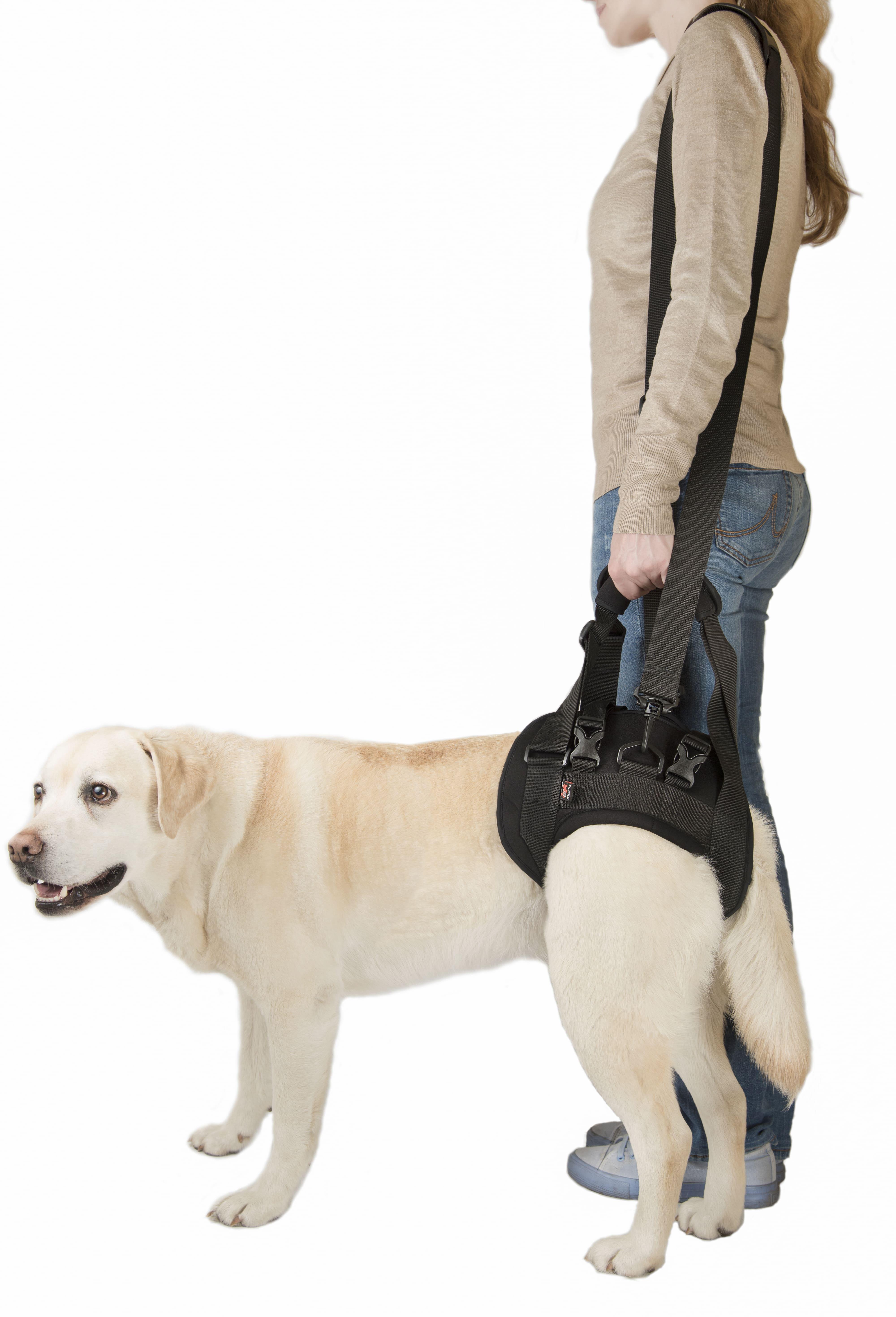 Поддержка для задних лап Frakishtak трусами L+ Черный (28422574)