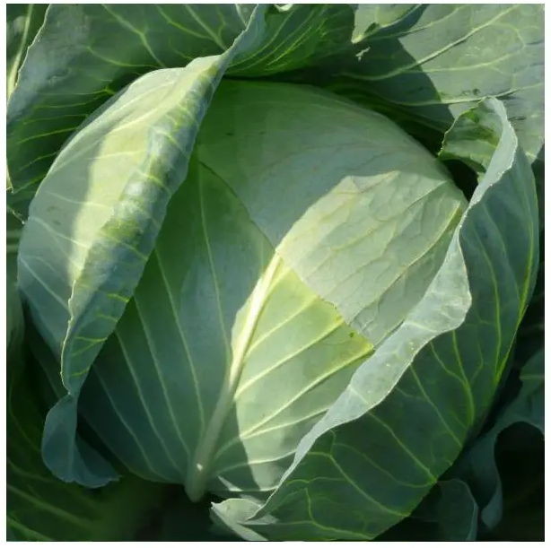 Насіння Капуста білокочанна Лібератор F1 Riva Trade ТД Гекса-Україна 01-06-068 20 шт. (IR02471)