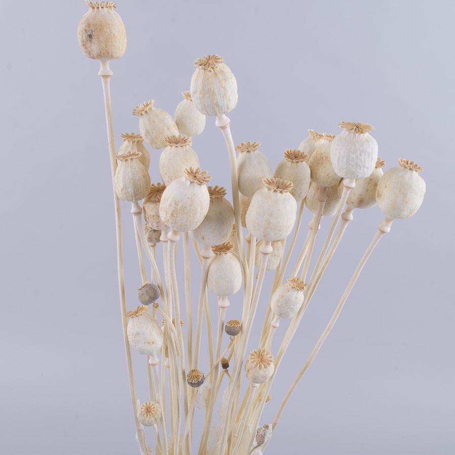 Сухоцвет мак Выбеленный (2168)