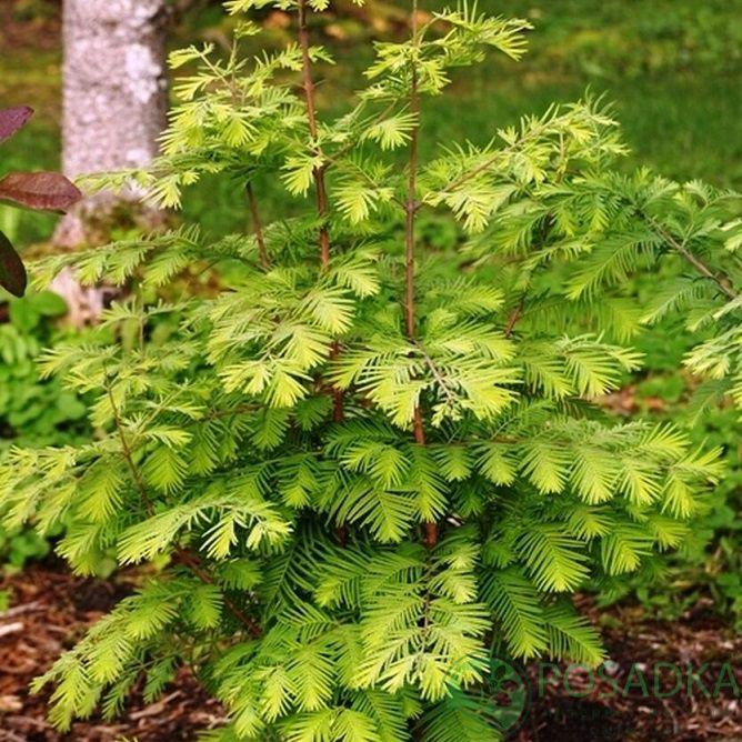 Метасеквойя древнейшая Balemala Metasequoia glyptostroboides 30-50 см (SW10214.2) - фото 4