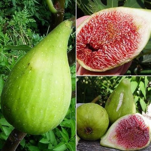 Саженец инжира Dalmatian ремонтантный самоплодный (1042099454) - фото 3 Саженец инжира Dalmatian ремонтантный самоплодный (1042099454) - фото 3