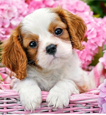 Алмазна мозаїка Цуценя в рожевих гортензіях на полотні з підрамником 40х50 см (GA71697)