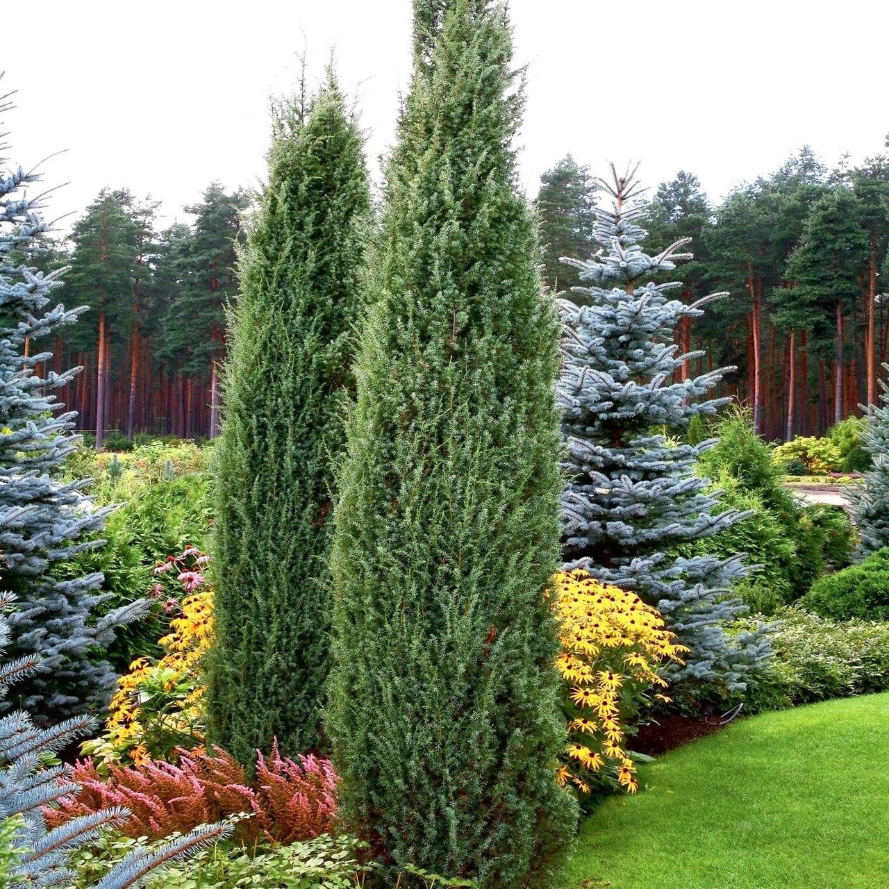 Саженцы можжевельника обычного Hibernica Juniperus communis в горшке 0,5 л