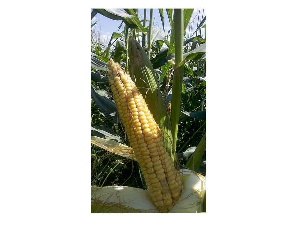 Семена Кукуруза Насіння України кормовая 311 СВ 1 кг (47457)