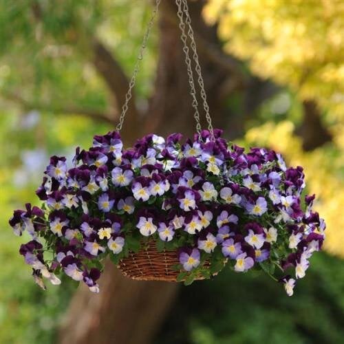 Семена цветов Виола ампельная COOL WAVE F1 VIOLET WING PanAmerican 5 шт. (BN03546-4)