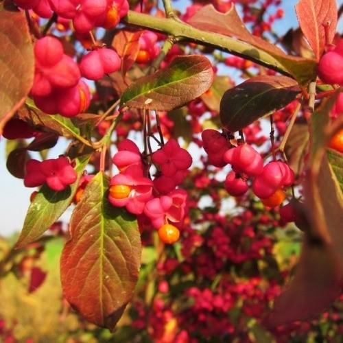 Бересклет Европейский Florium (12598) - фото 3