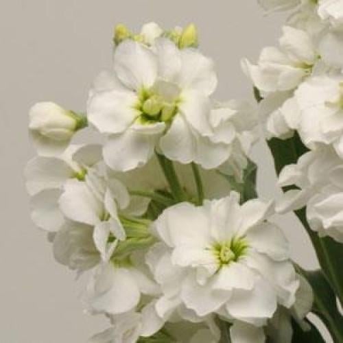 Семена цветов Левкой на срез COLUMN WHITE GODDESS (BN01560-2)