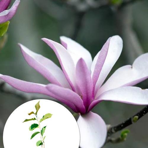 Саджанець Магнолія Judy 2-річна гібридна 30-40 см (166980)