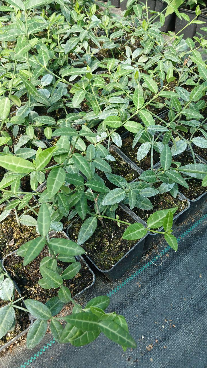 Бересклет Euonymus fortunei Tustin