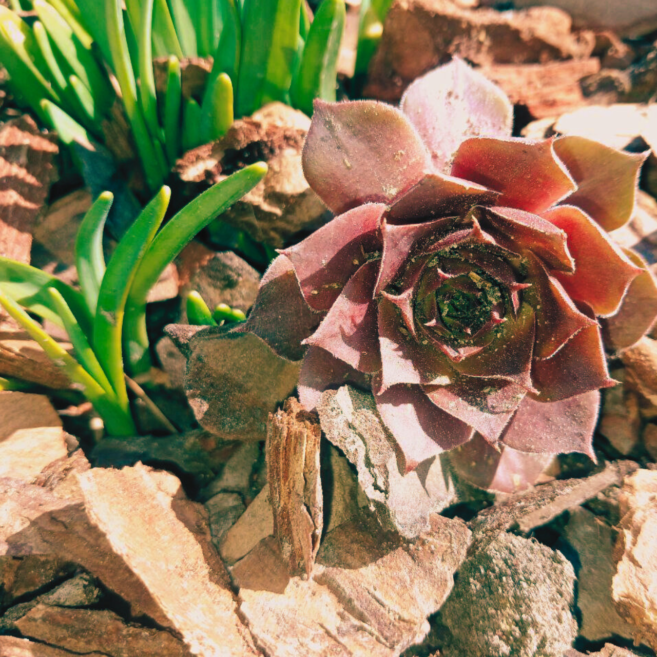 Роза каменная Молодило Sempervivum в ассортименте (2553580205)