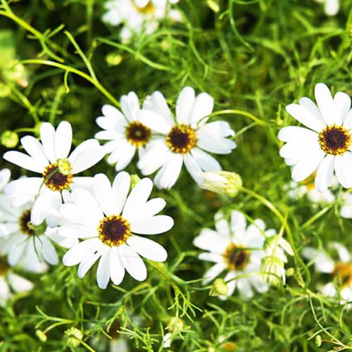 Насіння Брахікома біла Florium Насіння Брахікома біла Florium