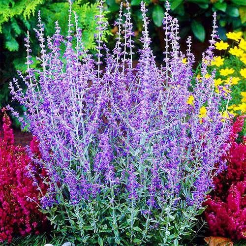 Перовския Florium Blue Spire (3022)