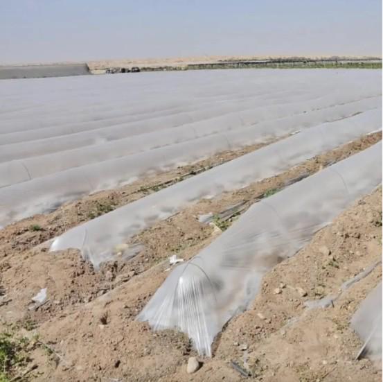 Пленка для теплиц вторичная 200 мкм 3х50 м Прозрачный/Серый (28091896) - фото 2